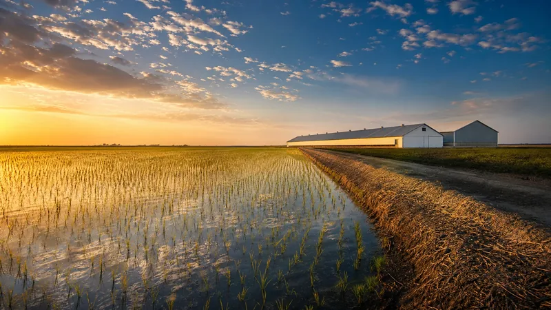 Rice field with a levee and a long white poultry house beside a plain metal barn on flat Delta farmland, How to Start a Farm in Arkansas
